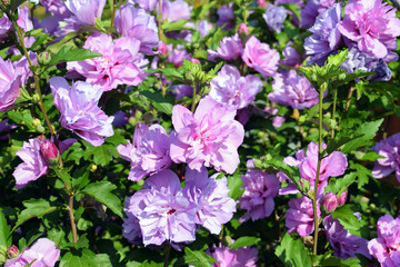 Beautiful flowering shrub of hibiscus syriacus © Martina