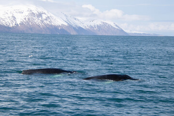 Fototapeta premium humpback tail