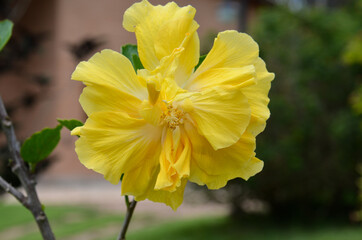 yellow hibiscus