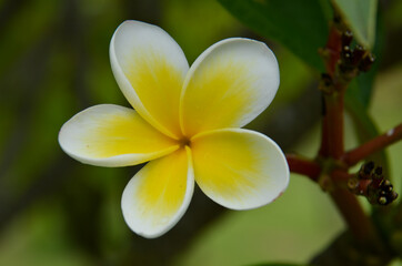 Fototapeta na wymiar white and yellow frangipani flower