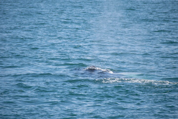 Naklejka premium dolphins in the sea