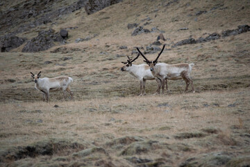 antelope in the wild