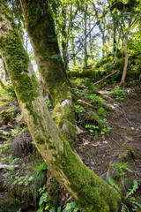 Crooked tree trunks, overgrown with dense green moss in woods. The Yew and Boxwood Grove National Preserve Park in Russia, Sochi, Khosta microdistrict. Travel, trekking, hiking, outdoors.