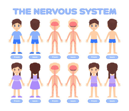 Isolated Cartoon Boy and Girl in Underwear and Human Nervous System. Front and Back View. Poster for Studying Anatomy, Biology with Children. Flat Color Style. Illustration for Medical Design. Vector