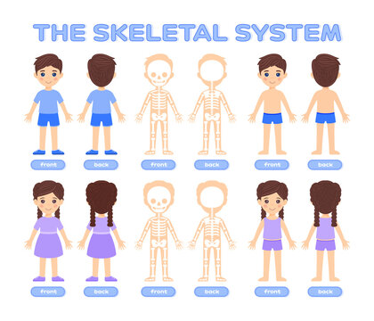Isolated Cute Little Boy, Girl and Human Skeletal System in Colorful Cartoon style. Skull, Scapula, Pelvis Front Back View. Poster, Image for Medical Games, for Studying Anatomy with Children. Vector