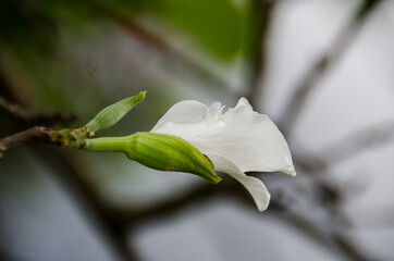 white Bauhinia variegata flower