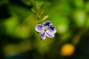 flower in the garden