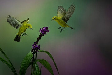 Yellow Colibri Hovering into the flower with colorful bokeh background