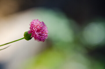 pink dandelion flower in garden