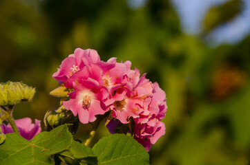 Naklejka premium pink flowers in the garden