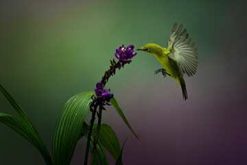 Yellow Colibri Hovering into the flower with colorful bokeh background