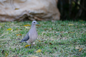 dove on the grass