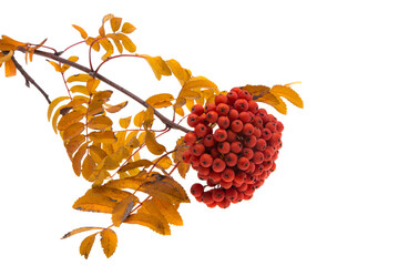 ripe bunches of mountain ash isolated