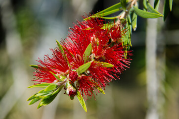 bottlebrush tree flower