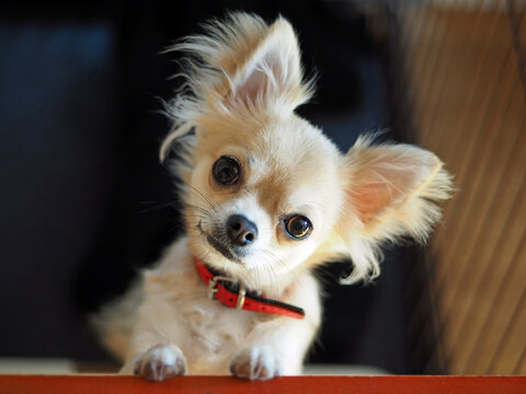 首をかしげる Images Browse 1 161 Stock Photos Vectors And Video Adobe Stock