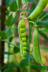 green peas growing on the farm