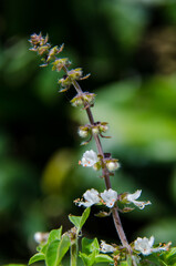 basil plant flower
