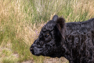 Black fluffy cow close up head shot