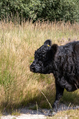 Black cow in greenish yellow grass field wide shot