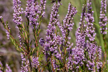 Purple heathland colorful plant background