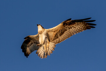 The western osprey ((Pandion haliaetus ) in flight