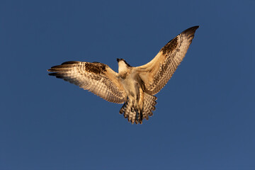 The western osprey (Pandion halliaetus)  in flight