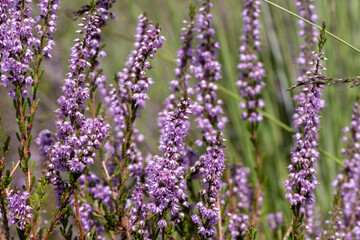 Obraz premium Purple heathland colorful plant background