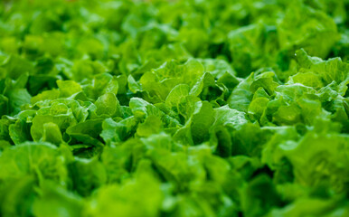 Green lettuce in growth at vegetable garden