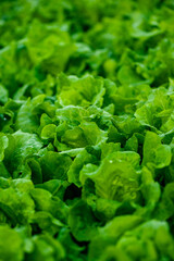 Green lettuce in growth at vegetable garden