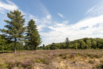 Heath and pine landscape in The Netherlands