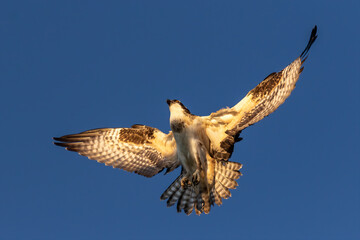 The western osprey (Pandion halliaetus)  in flight
