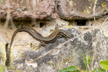 Wall lizard on old wall with holes and crevices showing