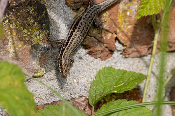 Single Wall Lizard on rocky wall in natural setting