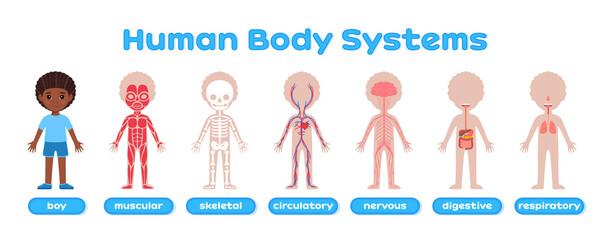 Human Body System and Afro Black Boy. Muscular, Skeletal, Circulatory, Nervous, Digestive, Respiratory Systems in Cartoon style. Poster for Children, for Print. Study of Anatomy, Biology. Vector.