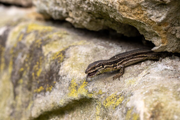 Wall lizard in crevice eating potato bug