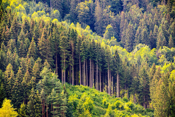 Reihe von Baumstämmen nach Aufforstung im Wald