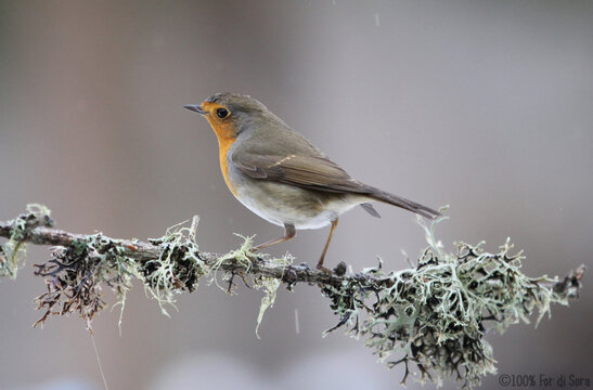 Robin redbreast on moss