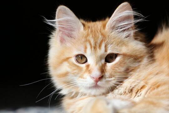 Orange cat portrait