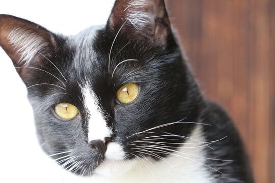 Black and white cat portrait