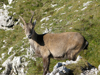 Ibex in the mountains