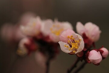 fiori di ciliegio in primavera