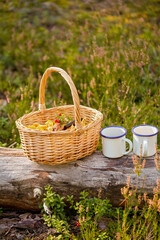 Fototapeta na wymiar picking season and leisure concept - mushrooms in basket and two tin mugs with tea on log in forest