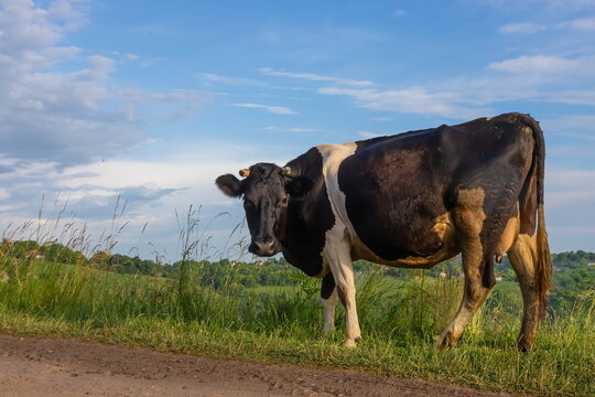 Cow grazes on a pasture in summer against the sky