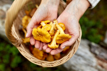 picking season, nature and forest concept - close up of young woman holding chanterelle mushrooms in hands