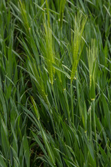 Fototapeta na wymiar spikelets of green rye grow in the field of the farm in summer