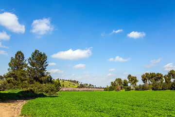 The flowering meadow