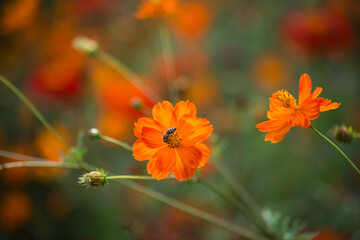 Closeup of bee on orange cosmos flowers in a meadow