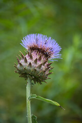 Closeup of purple thistle flower blossom in a meadow