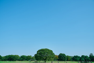 青空と大樹