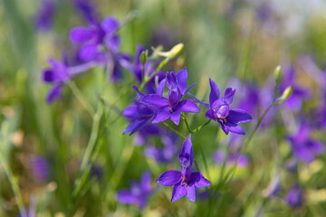 purple wildflowers, blurred background. Sunny weather, summer.